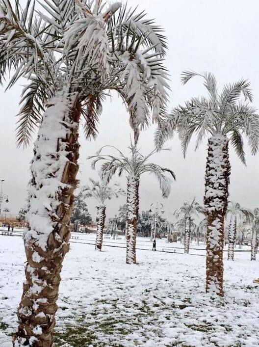 2015 Palm Trees In The Snow